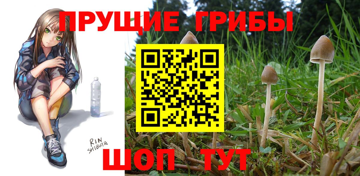 Псилоцибиновые грибы Cubensis Белгород